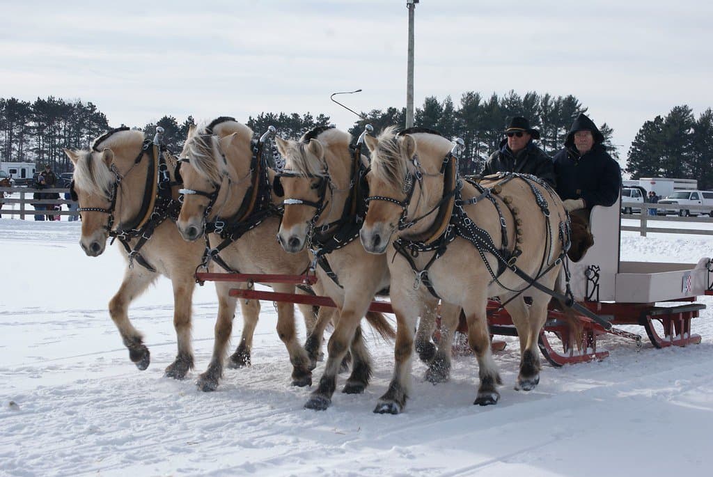A team of Norwegian Fjord horses pulls a sleigh across snow at Lake Elmo Park Reserve in winter.