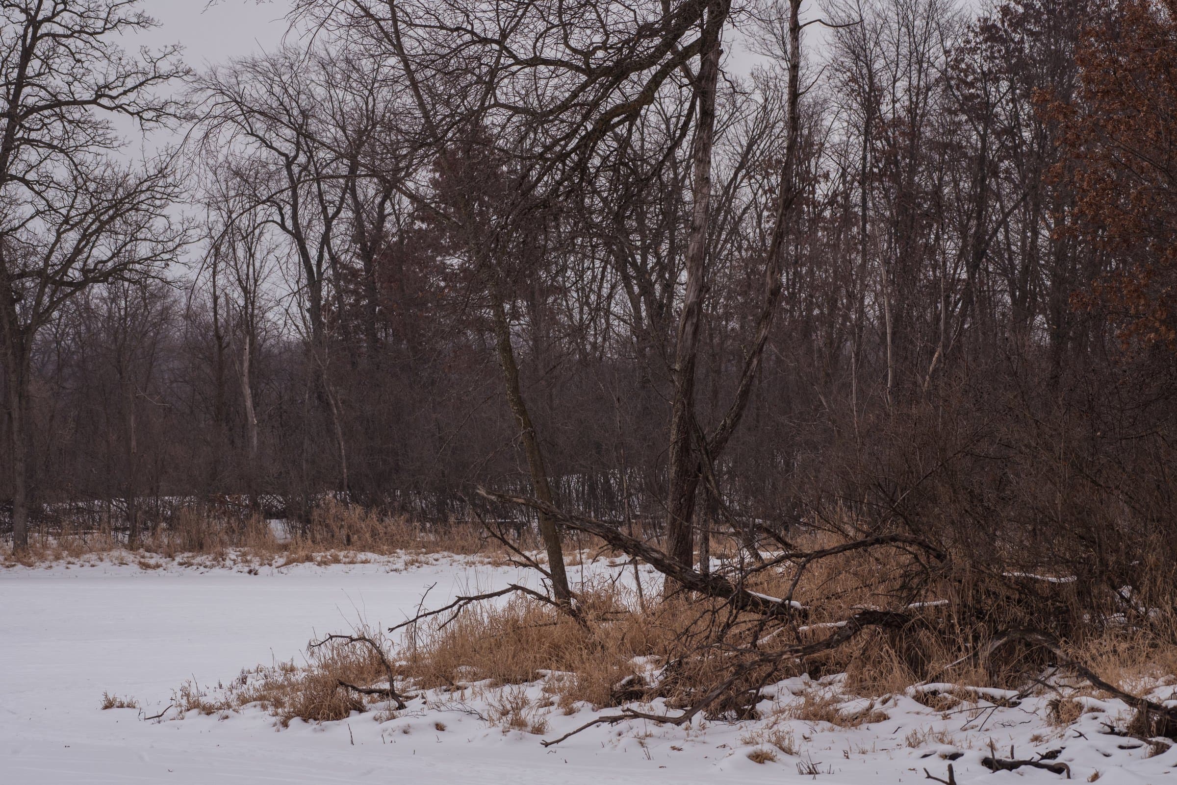 A stream winding through snow-laden woods at Lake Elmo Park Reserve.